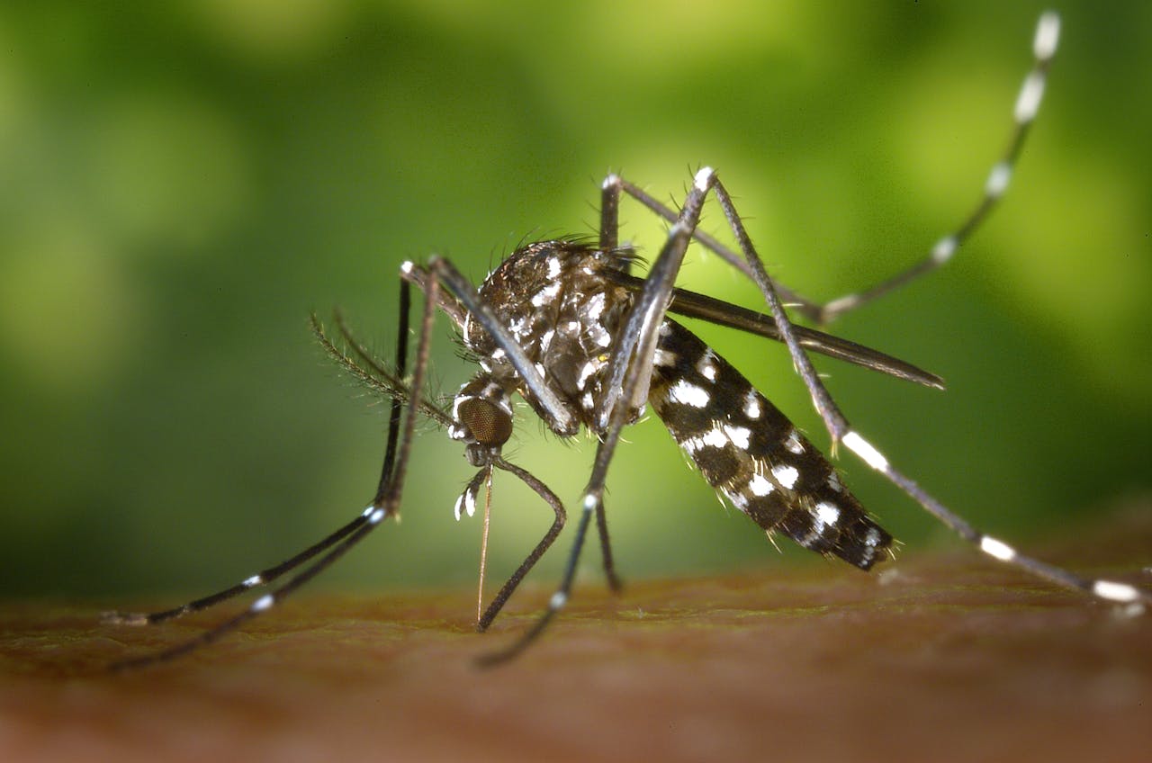 Vacina contra a Chikungunya